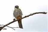 Eurasian Hobby